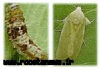 کرم خاردار پنبه